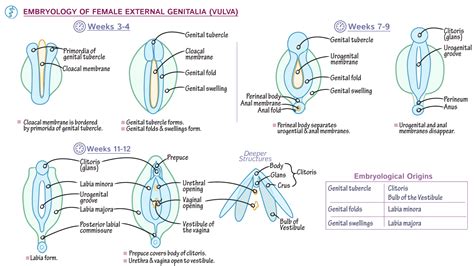 labia photos|Category : Human surface anatomy of vulva .